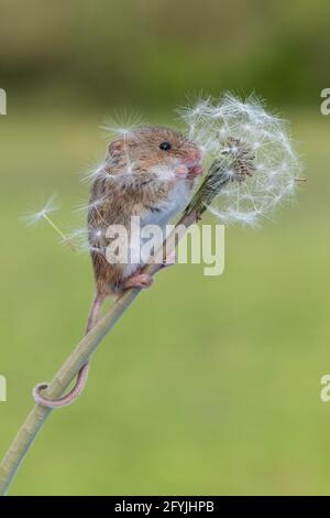 La souris de récolte la plus petite se tenant sur une tige d'horloge pissenlit mangeant les graines Banque D'Images