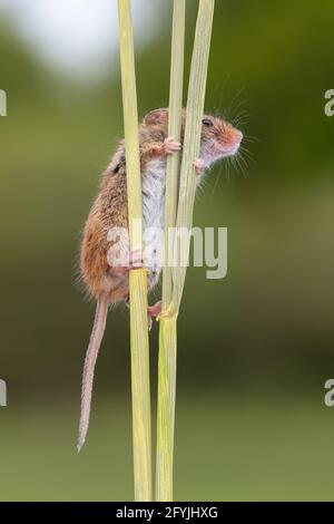 Petite souris de récolte accrochée à une tige de blé Banque D'Images