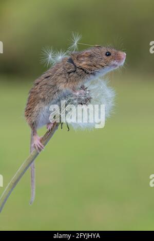 Mignonne petite souris de moisson passant par une horloge pissenlit Banque D'Images