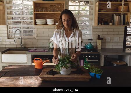 Femme caucasienne tendant à mettre des plantes debout dans un cottage ensoleillé cuisine Banque D'Images