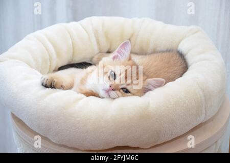 Chaton britannique shorthair, BKH Kitten, chaton beige, chaton reposant sur des oreillers Banque D'Images