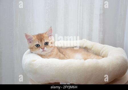 Chaton britannique shorthair, BKH Kitten, chaton beige, chaton reposant sur des oreillers Banque D'Images