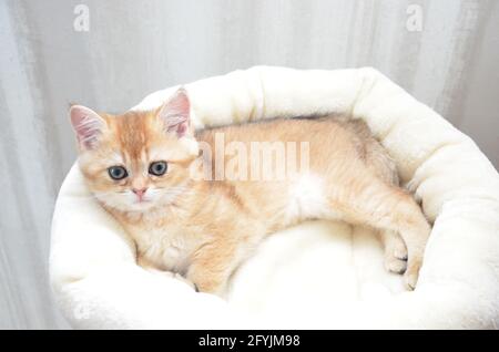 Chaton britannique shorthair, BKH Kitten, chaton beige, chaton reposant sur des oreillers Banque D'Images