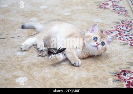 Chaton britannique shorthair, BKH Kitten, chaton beige, chaton britannique jouant avec un jouet Banque D'Images
