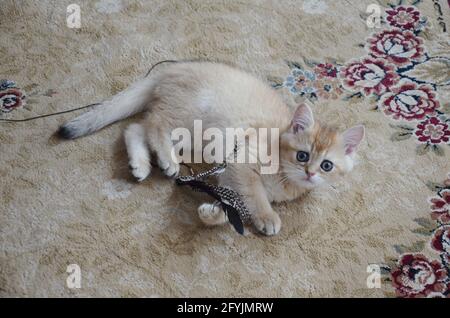 Chaton britannique shorthair, BKH Kitten, chaton beige, chaton britannique jouant avec un jouet Banque D'Images