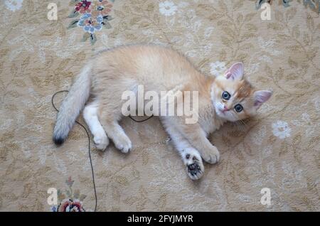 Chaton britannique shorthair, BKH Kitten, chaton beige, chaton britannique jouant avec un jouet Banque D'Images