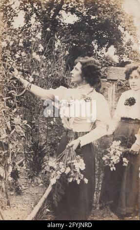 Carte postale photographique vintage du début du XXe siècle montrant deux dames dans leur jardin cueillant des fleurs. Banque D'Images