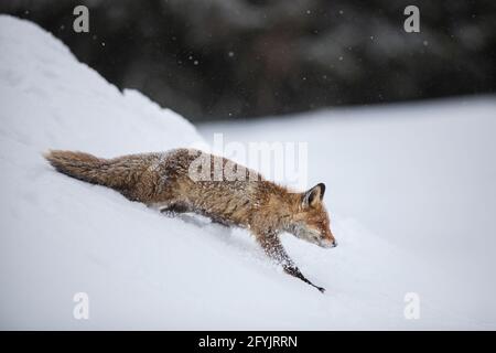 Rotfuchs,Vulpes vulpes, renard roux Banque D'Images