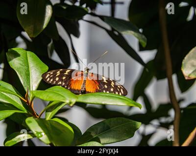 Gros plan de Heliconius hecale papillon reposant sur un Feuilles à San francisco Banque D'Images