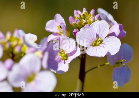 Cuckooflower ou Lady's Smock (cardamine pratensis), gros plan montrant la tête de fleur en grappes, se concentrant sur une seule fleur ouverte. Banque D'Images