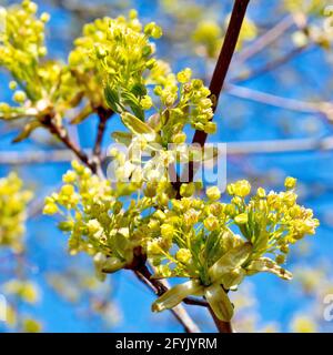 Érable de Norvège (acer platanoides), gros plan montrant les fleurs jaunâtres qui apparaissent sur l'arbre au printemps avant la production des feuilles. Banque D'Images