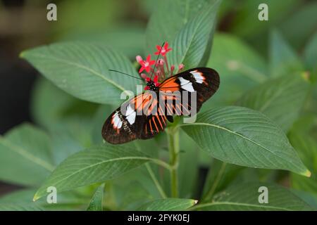 A Doris Longwing, Heliconius doris, dans une volière à papillons à San Antonio, Texas. C'est une espèce polymorphe d'apparence variée. Banque D'Images