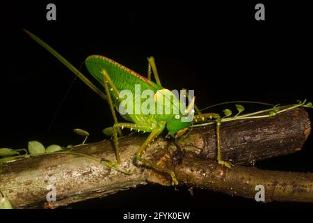 Un Rhinoceros Katydid, Copiphora rhinoceros, dans la forêt tropicale du Costa Rica. L'avertisseur sonore est utilisé pour éloigner les chauves-souris affamées. Banque D'Images