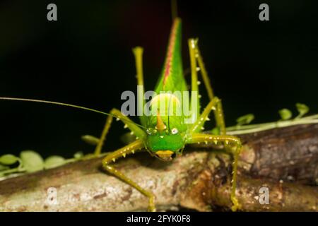 Un Rhinoceros Katydid, Copiphora rhinoceros, dans la forêt tropicale du Costa Rica. L'avertisseur sonore est utilisé pour éloigner les chauves-souris affamées. Banque D'Images