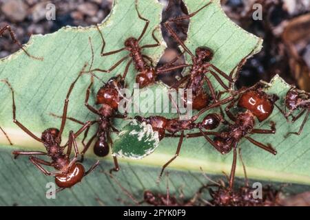 Fourmis de travailleurs de feuilles coupant une feuille avec leurs manibles pour ramener à leur colonie pour cultiver la nourriture. Mexique. Banque D'Images