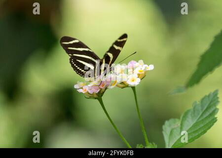 Un papillon zébré à ailes longues, Heliconius charitonius, se nourrissant d'une fleur de lantana en République dominicaine. Banque D'Images