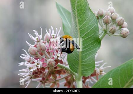 Une abeille Bumble dorée du Nord, Bombus fervidus, sur une fleur d'herbe à lait en Utah. Banque D'Images