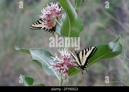 Deux papillons de queue d'aronde de l'Ouest, Papilio rutulus, se nourrissant des fleurs de l'herbe à poux de l'Utah. Banque D'Images