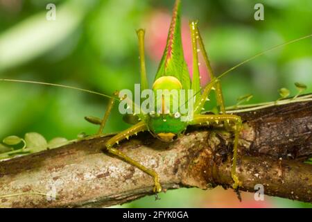 Un Rhinoceros Katydid, Copiphora rhinoceros, dans la forêt tropicale du Costa Rica. L'avertisseur sonore est utilisé pour éloigner les chauves-souris affamées. Banque D'Images