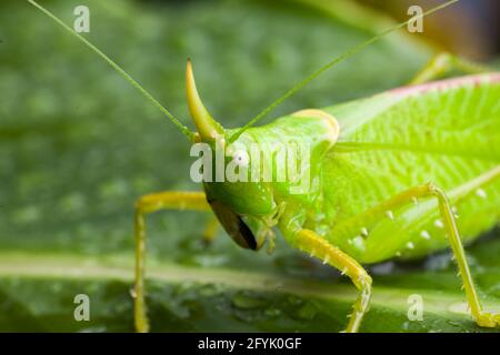 Un Rhinoceros Katydid, Copiphora rhinoceros, dans la forêt tropicale du Costa Rica. L'avertisseur sonore est utilisé pour éloigner les chauves-souris affamées. Banque D'Images