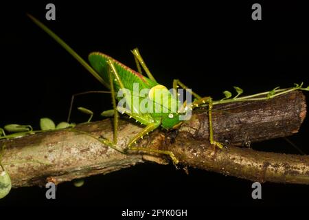 Un Rhinoceros Katydid, Copiphora rhinoceros, dans la forêt tropicale du Costa Rica. L'avertisseur sonore est utilisé pour éloigner les chauves-souris affamées. Banque D'Images