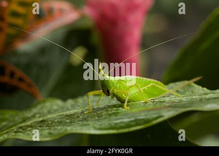 Un Rhinoceros Katydid, Copiphora rhinoceros, dans la forêt tropicale du Costa Rica. L'avertisseur sonore est utilisé pour éloigner les chauves-souris affamées. Banque D'Images