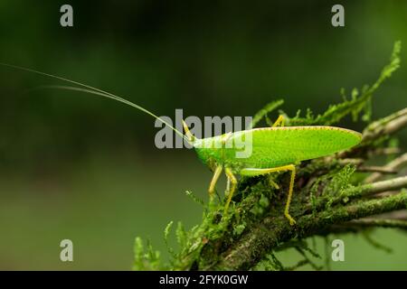 Un Rhinoceros Katydid, Copiphora rhinoceros, dans la forêt tropicale du Costa Rica. L'avertisseur sonore est utilisé pour éloigner les chauves-souris affamées. Banque D'Images