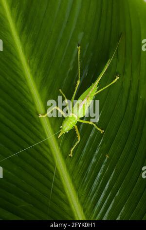 Un Rhinoceros Katydid, Copiphora rhinoceros, dans la forêt tropicale du Costa Rica. L'avertisseur sonore est utilisé pour éloigner les chauves-souris affamées. Banque D'Images