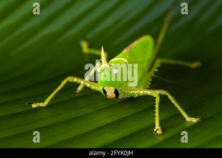 Un Rhinoceros Katydid, Copiphora rhinoceros, dans la forêt tropicale du Costa Rica. L'avertisseur sonore est utilisé pour éloigner les chauves-souris affamées. Banque D'Images