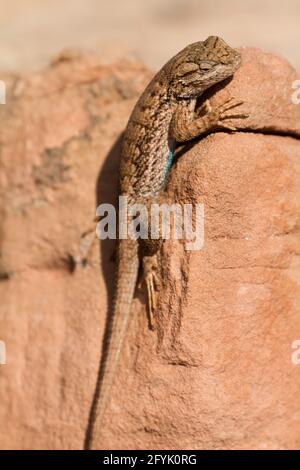 Un mâle plateau Fence Lizard, Sceloporus tristichus, se baquant sur le grès pour réchauffer sa température corporelle. Utah. Banque D'Images