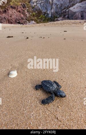 Une tortue de mer Olive Ridley nouvellement éclos lutte pour atteindre l'océan sur une plage à Mazatlan, au Mexique. De nombreuses tortues de bébé sont prises par des prédateurs, Banque D'Images