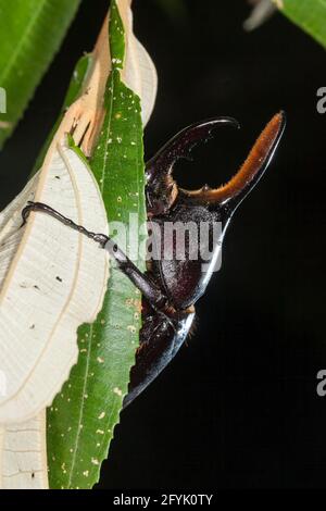 Un grand Hercules Beetle mâle, Dynastes hercules, dans le parc national de Tortuguero au Costa Rica. Ces coléoptères peuvent soulever 850 fois leur propre poids. Banque D'Images