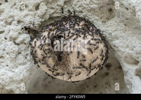 Une espèce de Mexican Honey Wasps, genre Brachygasra, un insecte social non-accrochant qui produit et stocke du miel. Banque D'Images