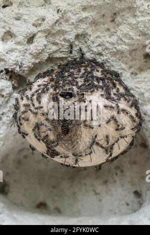 Une espèce de Mexican Honey Wasps, genre Brachygasra, un insecte social non-accrochant qui produit et stocke du miel. Banque D'Images