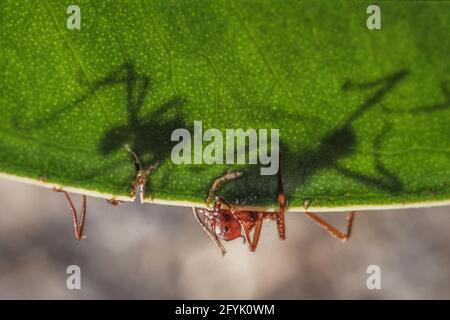 Fourmis de travailleurs de feuilles coupant une feuille avec leurs manibles pour ramener à leur colonie pour cultiver la nourriture. Mexique. Banque D'Images