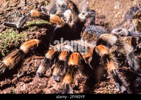 Un Tarantula mexicain Redknee dans le zoo de Londres. Originaire des déserts et des srublands du Mexique. Peut vivre jusqu'à 20 ans. Banque D'Images