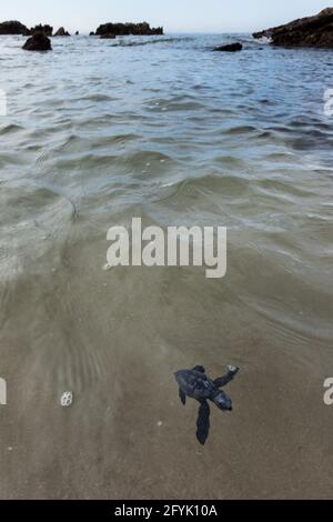 Une tortue de mer nouvellement éclos d'Olive Ridley atteint enfin l'océan sur une plage à Mazatlan, au Mexique. Si la tortue à hayon ne nagent pas jusqu'au saf de mer Banque D'Images