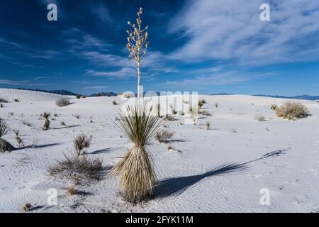 Yucca de Soaptree, Yucca elata, avec des tiges de fleurs séchées et des gousses de graines dans les dunes du parc national de White Sands, au Nouveau-Mexique. Banque D'Images