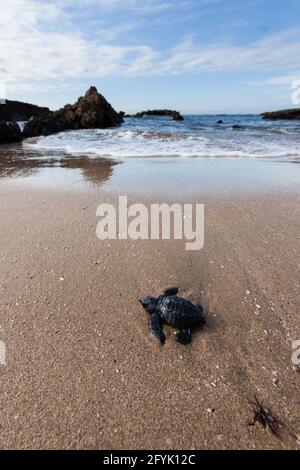 Une tortue de mer Olive Ridley nouvellement éclos lutte pour atteindre l'océan sur une plage à Mazatlan, au Mexique. De nombreuses tortues de bébé sont prises par des prédateurs, Banque D'Images