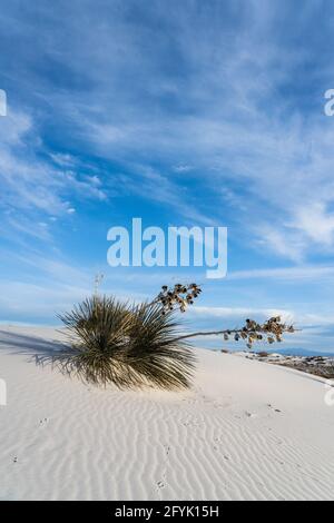 Yucca de Soaptree, Yucca elata, avec des tiges de fleurs séchées et des gousses de graines dans les dunes du parc national de White Sands, au Nouveau-Mexique. Banque D'Images