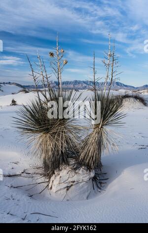 Yucca de Soaptree, Yucca elata, avec des tiges de fleurs séchées et des gousses de graines dans les dunes du parc national de White Sands, au Nouveau-Mexique. Banque D'Images