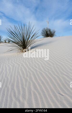 La rosette basale du yucca de Soaptree, Yucca elata, dans les dunes du parc national de White Sands, au Nouveau-Mexique. Banque D'Images