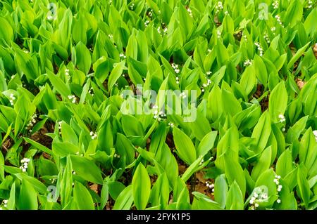 Le Lily de la vallée (Convallaria majalis) fleurit Banque D'Images