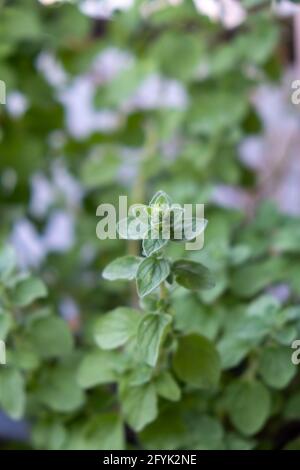 Concept d'herbe vivace. Feuilles vertes d'origan origanum vulgare, marjolaine sauvage. Frais saine alimentation biologique aromatique homéopathique plante à fleurs. Banque D'Images