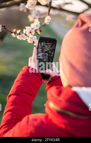 Une fille de 10 ans photographie un abricot en fleur. Une adolescente photographie des fleurs sur un smartphone Banque D'Images