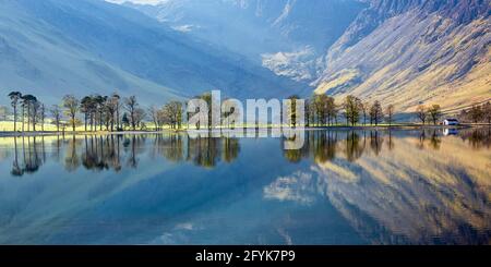 Les pins de Buttermere sur une belle matinée encore avec réflexion dans le lac de Buttermere dans le parc national de Lake District. Banque D'Images