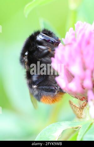 Un bourdon à queue rouge (Bombus lapidarius) se réveillant sur une fleur de trèfle rose le matin et commençant à recueillir le pollen et le nectar. Macro gros plan. Banque D'Images