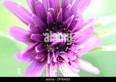 Belle fleur pourpre, salsify pourpre (Tragopogon porrifolius, également connu sous le nom d'huître, huître végétale, étoile de Jérusalem) ouverture dans la matinée. Banque D'Images