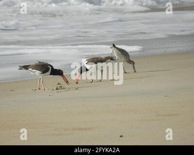 Une paire d'éleveurs américains et willet se régalent sur des puces de sable le long des rives extérieures de la caroline du Nord. Banque D'Images