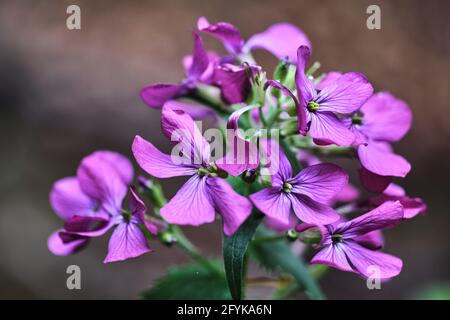 Violet l'honnêteté annuelle (Lunaria annua) fleurs Banque D'Images